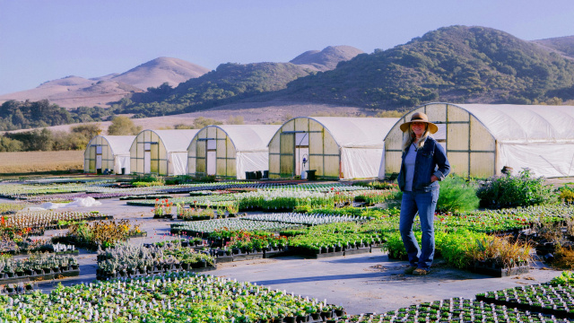 Clearwater Color Nursery