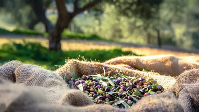 Heart Rock Ranch Olive Oil
