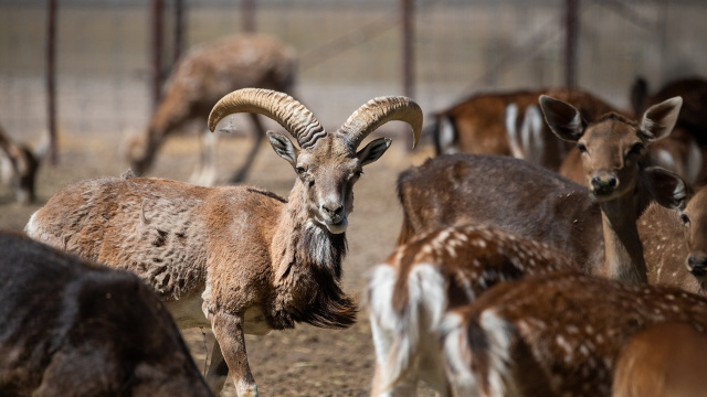 Lazy Arrow Adventures