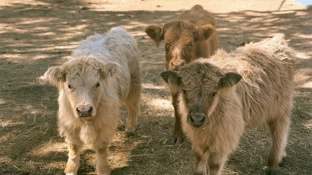 Open Farm Days Weekend 2026