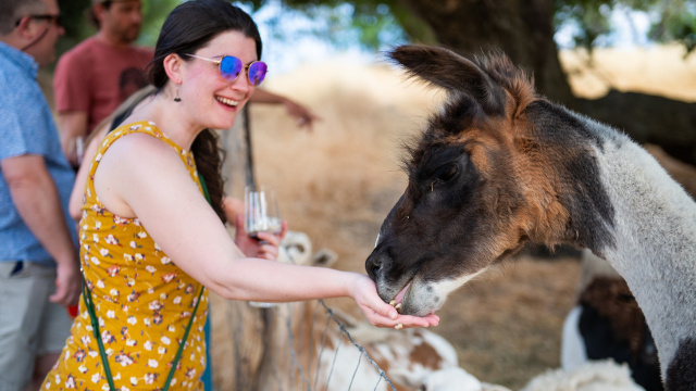 AmByth Estate Winery + OFD