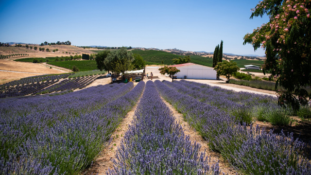 Hambly Lavender Farm + OFD