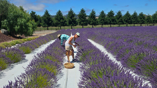 Cavalli Estates Lavender Farm + OFD