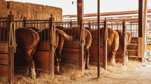 Harris Stage Lines + OFD